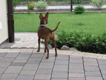 Calka the watchdog guarding the garden
