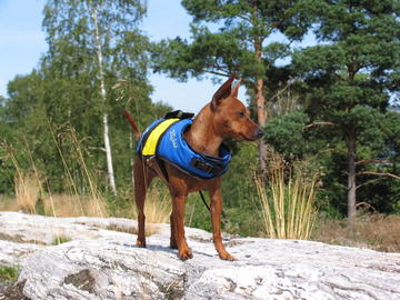 Calka in a life jacket enjoying the fiords